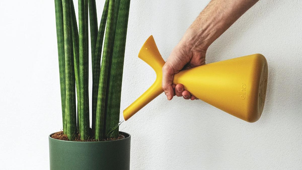 Zimmerpflanzen richtig wässern: gelbe Giesskanne im Einsatz bei Sansevieria Straight in grünem Topf