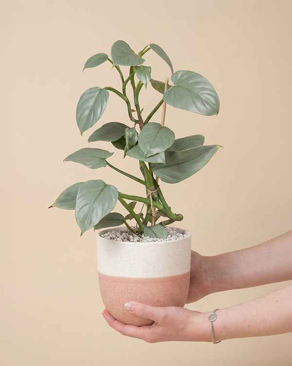 Eine Hand hält einen kleinen, dunkelgrau strukturierten Topf mit einem gesunden grünen Philodendron hastatum - feey, mit breiten, glatten, ovalen Blättern, vor einem einfarbig beigen Hintergrund.