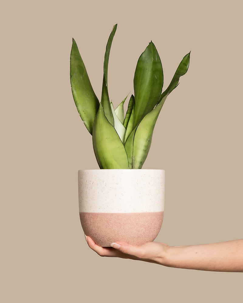Sansevieria 'Moonshine'