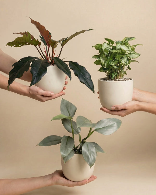 Drei Hände halten das St. Galler Trio - drei verschiedene Zimmerpflanzen, darunter ein üppiger Philodendron, in weißen Töpfen vor einem beigen Hintergrund. Jede Pflanze hat ein einzigartiges Blattwerk, das dieses Zimmerpflanzen-Set wunderschön präsentiert.