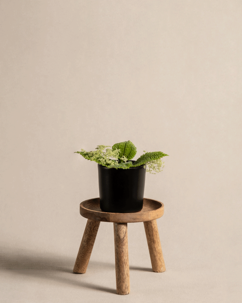 Überraschungs-Babypflanze bei feey – feey GmbH Überraschungs-Babypflanze bei feey – feey GmbH