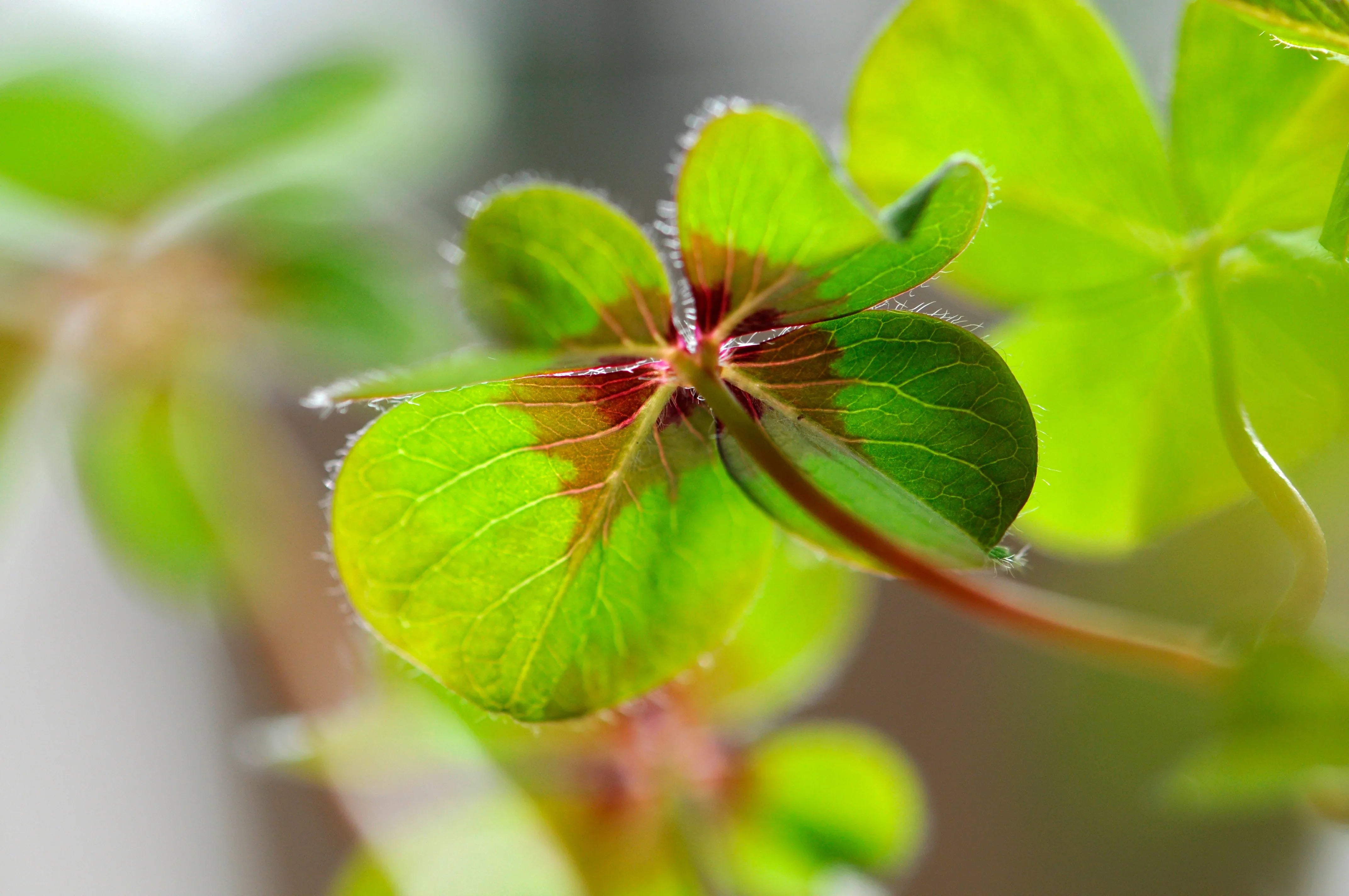 Glücksklee – Pflege & Fakten