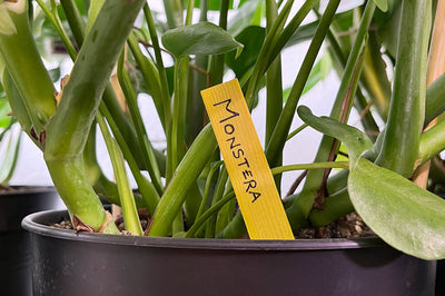 So bekommen Pflanzen ihren botanischen Namen