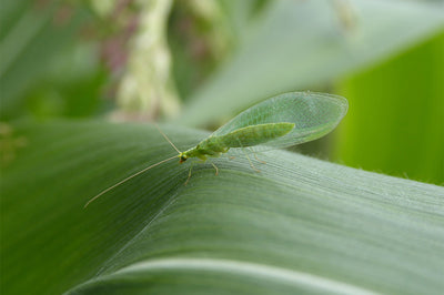 Nützlinge: Florfliegen als biologische Schädlingsbekämpfung gegen Blattläuse, Thripse, Spinnmilben und Co.