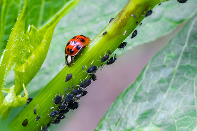 Nützlinge für Zimmerpflanzen und im Garten - Schädlingsbekämpfung ohne Chemie