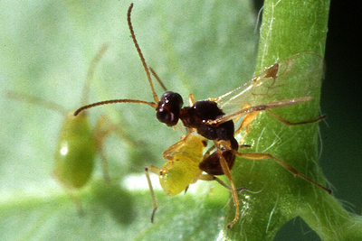 Nützlinge: Schlupfwespen als biologischer Pflanzenschutz gegen Blattläuse, Minierfliegen und Weisse Fliegen