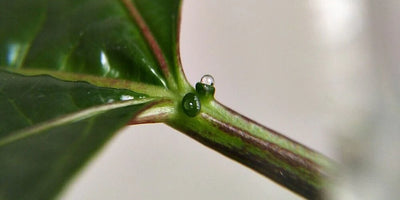 Extraflorale Nektarien: was du wissen musst