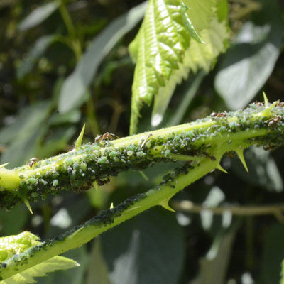 Blattläuse draußen bekämpfen – die besten Tipps