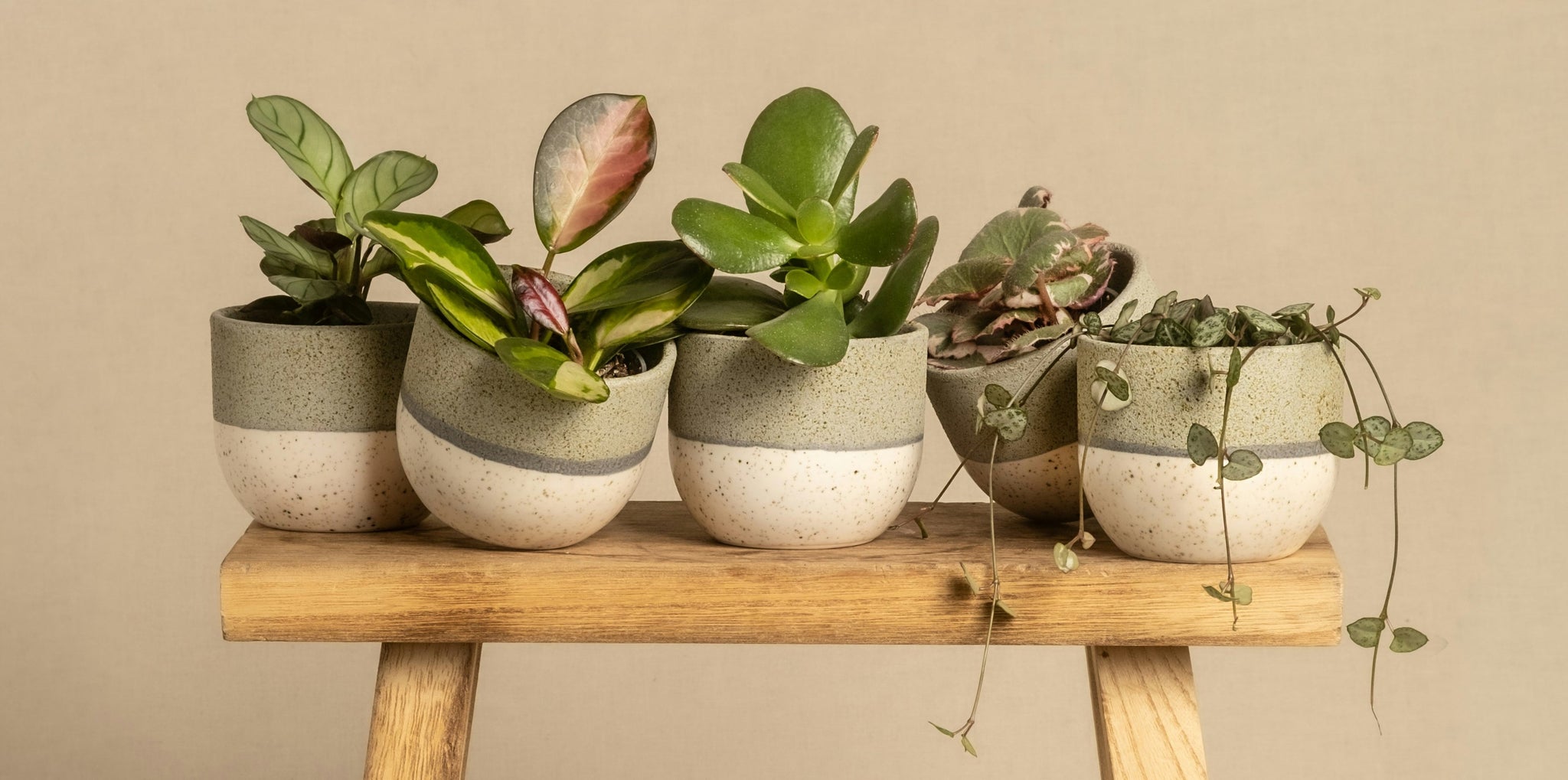 Fünf kleine Topfpflanzen in gesprenkelten Keramiktöpfen sind auf einem Holzhocker arrangiert. Die Pflanzen haben verschieden grüne Blätter, einige mit einem Hauch von Rot und Rosa. Der Hintergrund ist in neutralem Beige gehalten.