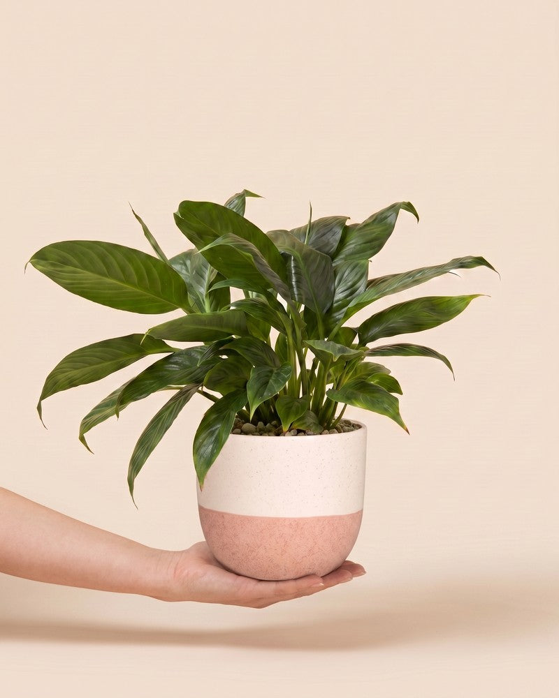 Eine Hand hält ein Einblatt (Spathiphyllum wallisii) im cremerosa Variado-Übertopf vor beigem Hintergrund hoch