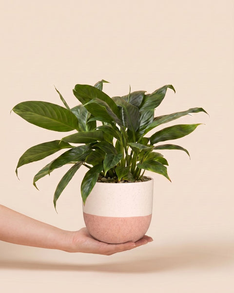 Eine Hand hält ein Einblatt (Spathiphyllum wallisii) im cremerosa Variado-Übertopf vor beigem Hintergrund hoch