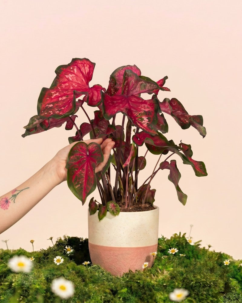 Eine Hand stellt eine Caladium „Pink Panther“ mit leuchtend rosa-grünen herzförmigen Blättern in einem cremefarbenen Topf neben weiße Margeriten vor einem weichen pfirsichfarbenen Hintergrund.