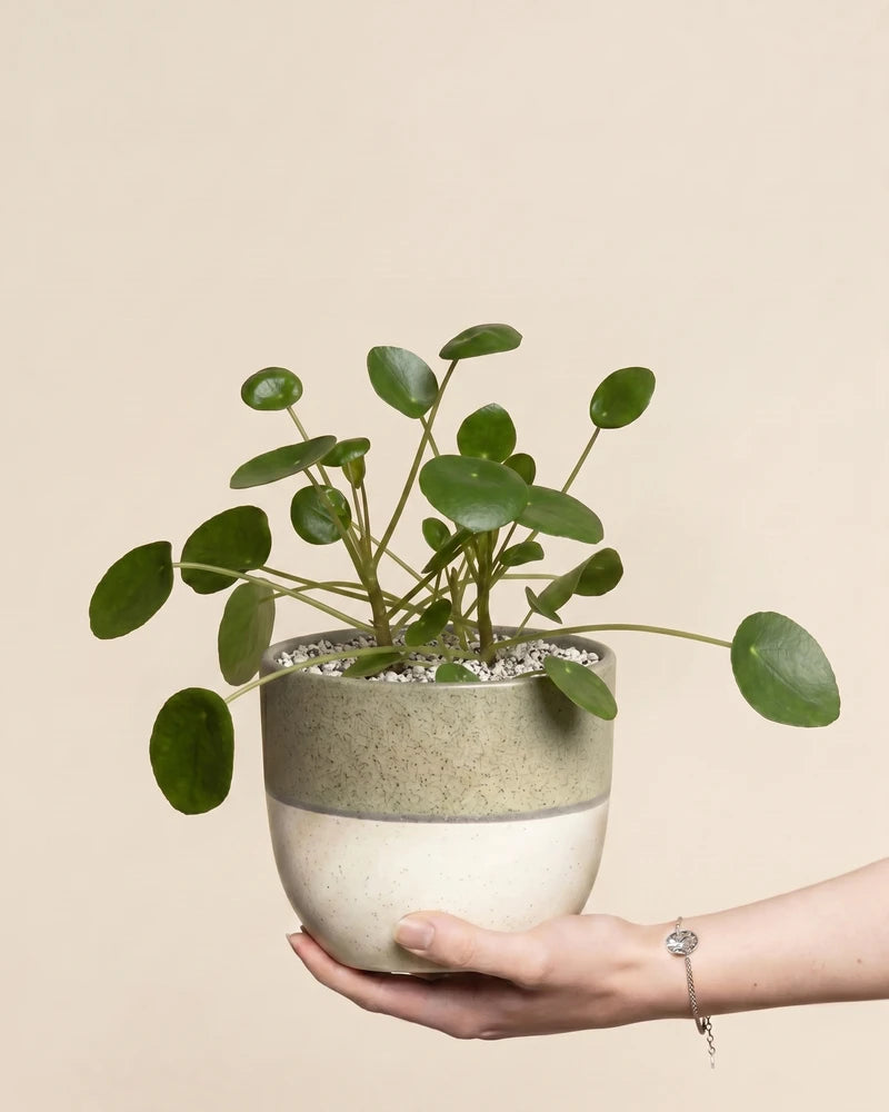 Eine Hand hält die Ufopflanze - feey, eine grüne Pilea peperomioides in einem weiß-grauen Topf, deren runde Blätter sich von einem hellen Hintergrund abheben.