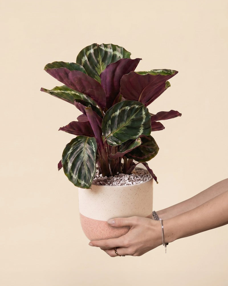 Zwei Hände halten eine Calathea Roseopicta im zweifarbigen Variado-Keramiktopf mit cremefarbenem Oberteil und terrakottafarbenem Unterteil vor beigem Hintergrund hoch
