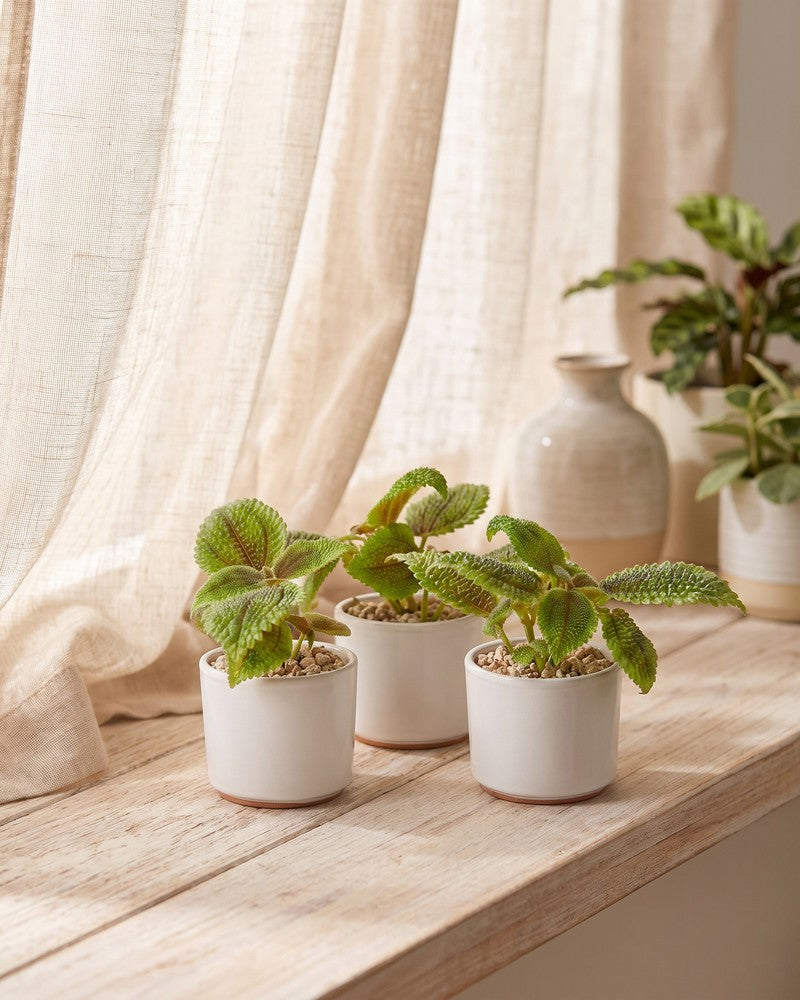 Drei Baby Pilea 'Moon Valley' in cremefarbenen Töpfen auf einem hellen Holzregal vor einem Fenster mit Leinenvorhang