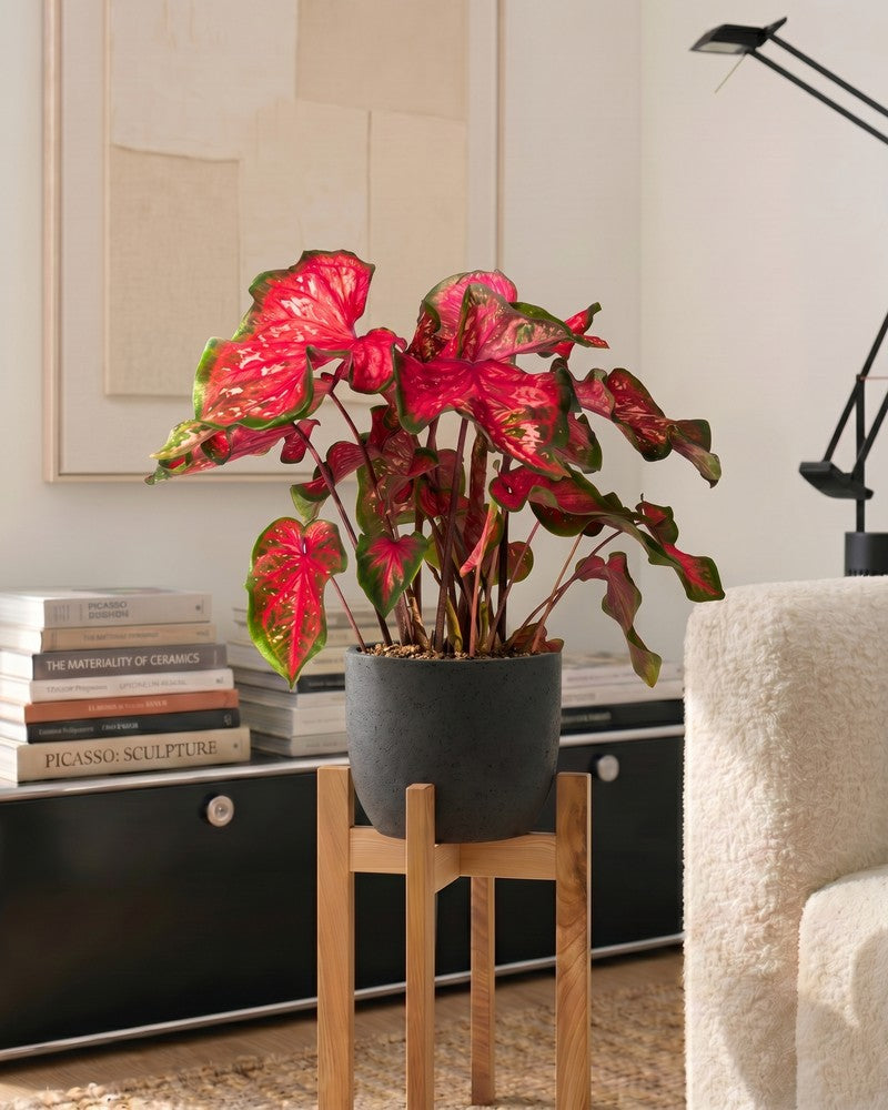 Eine Caladium „Pink Panther“ mit rosa-grünem Laub in einem dunklen Topf auf einem hölzernen Pflanzenständer in einem hell eingerichteten Wohnzimmer.