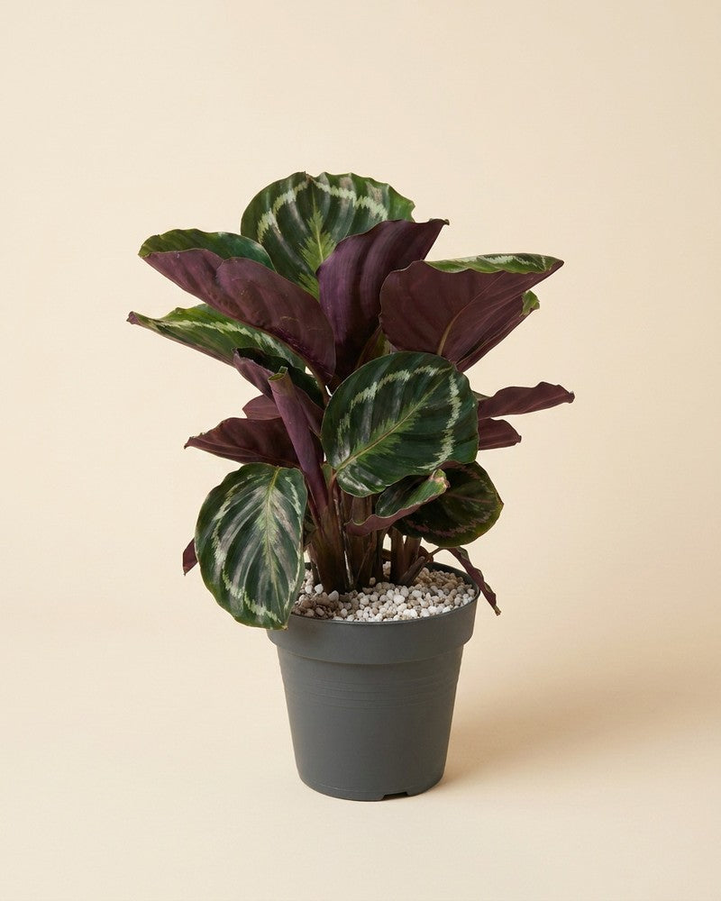 Buschige Calathea Roseopicta mit dunkelgrün gemusterten Blättern im grauen Anzuchttopf mit hellem Spezialsubstrat vor beigem Hintergrund