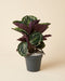 Buschige Calathea Roseopicta mit dunkelgrün gemusterten Blättern im grauen Anzuchttopf mit hellem Spezialsubstrat vor beigem Hintergrund