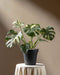 Grosse Monstera 'Thai Constellation' im schwarzen Anzuchttopf auf einem creme-drapierten Tisch vor warmem greige Hintergrund mit diagonalem Lichtstrahl