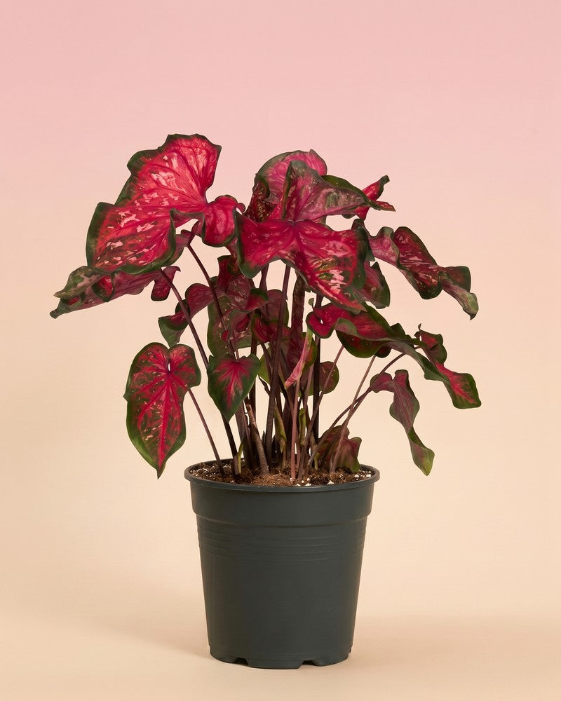 Eine Caladium „Pink Panther“ mit herzförmigen rosa-grünen Blättern in einem schlichten schwarzen Anzuchttopf vor einem weichen pfirsichfarbenen Hintergrund.