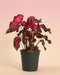 Eine Caladium „Pink Panther“ mit herzförmigen rosa-grünen Blättern in einem schlichten schwarzen Anzuchttopf vor einem weichen pfirsichfarbenen Hintergrund.