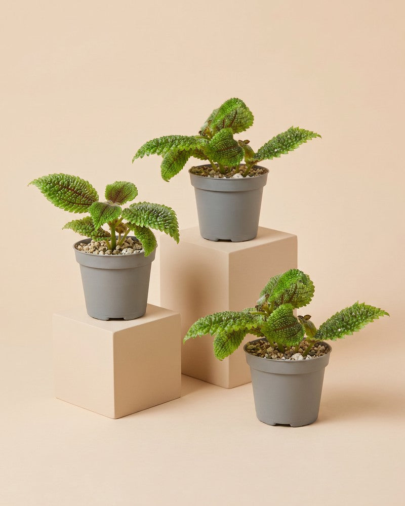 Drei Baby Pilea 'Moon Valley' in grauen Anzuchttöpfen, gestaffelt auf beigen Podesten arrangiert