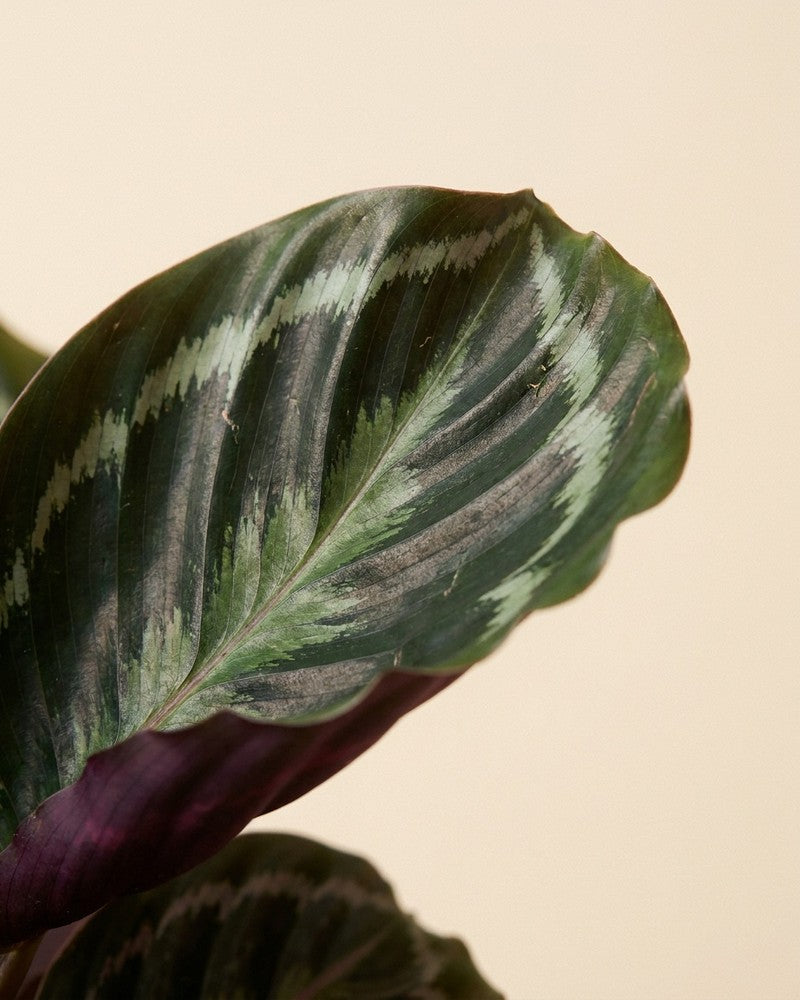 Nahaufnahme eines Calathea-Roseopicta-Blattes mit silbrig-hellgrüner Federzeichnung und dunkelroter Blattunterseite