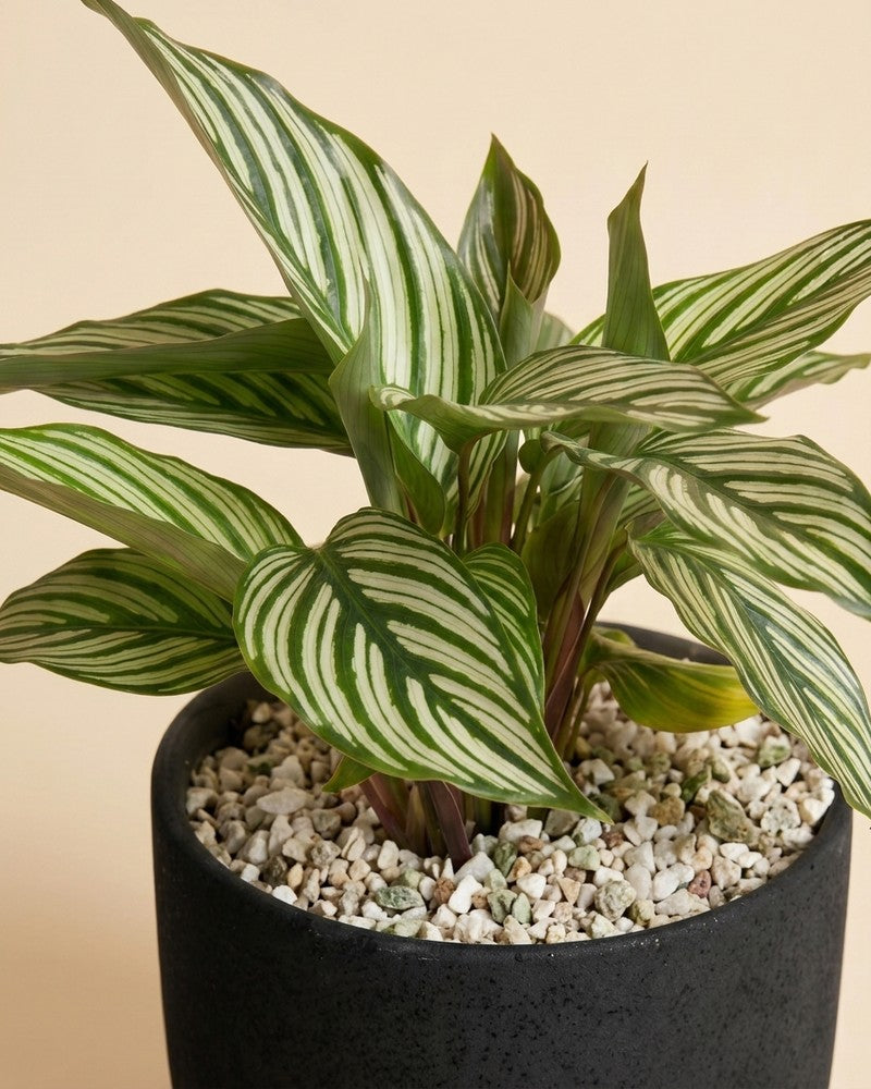 calathea weiße blätter Calathea vittata