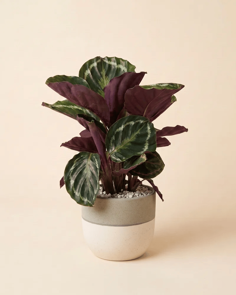 Calathea Roseopicta im zweifarbigen Variado-Keramiktopf, Farbwechsel zwischen Grün und Rot