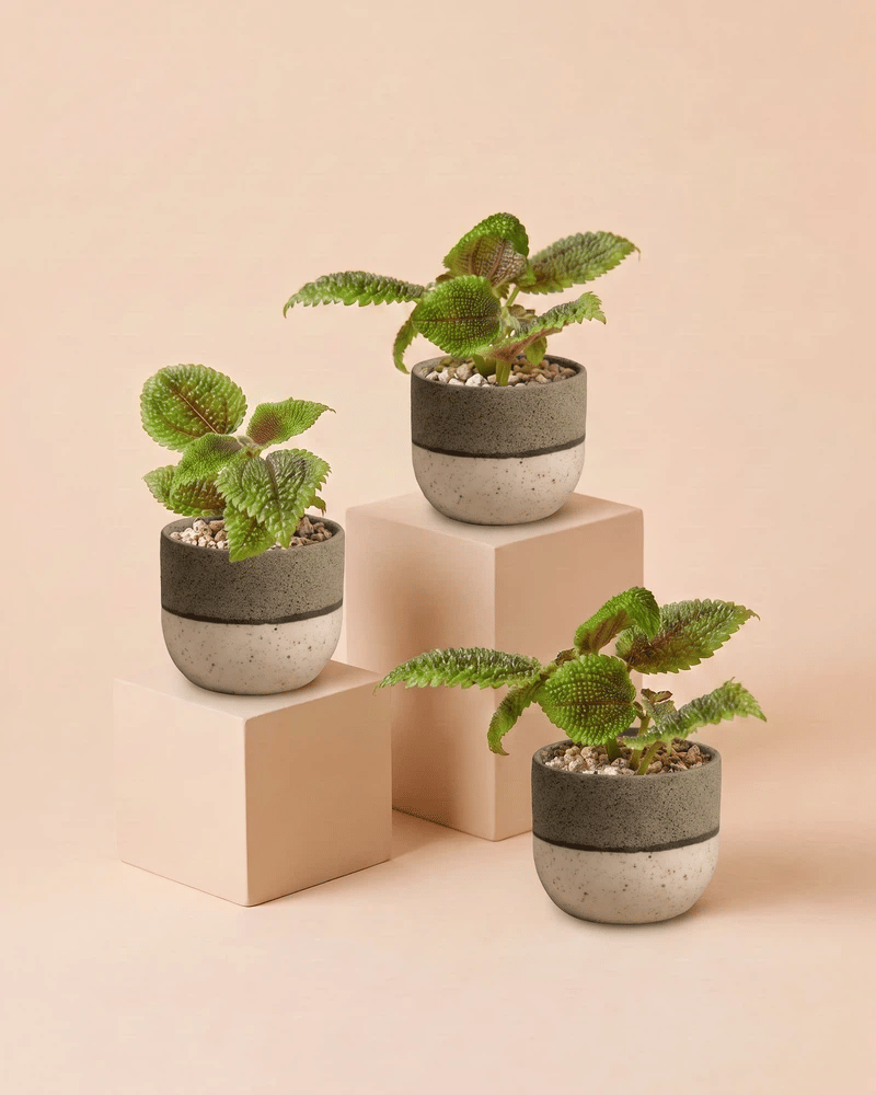 Drei Baby Pilea 'Moon Valley' in zweifarbigen Variado-Übertöpfen in Grün, Mint und Rosa
