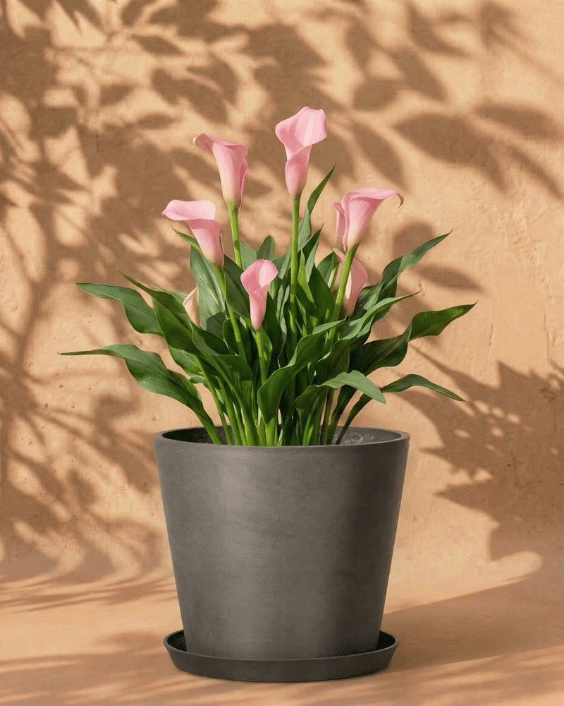 Rosa Calla im dunkelgrauen Amsterdam-Übertopf mit Untersetzer vor warmer Wand