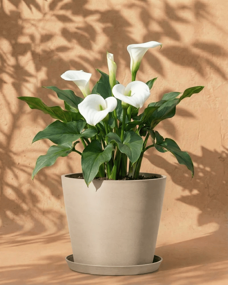 Weiße Calla im dunkelgrauen Amsterdam-Übertopf mit Untersetzer vor warmer Wand