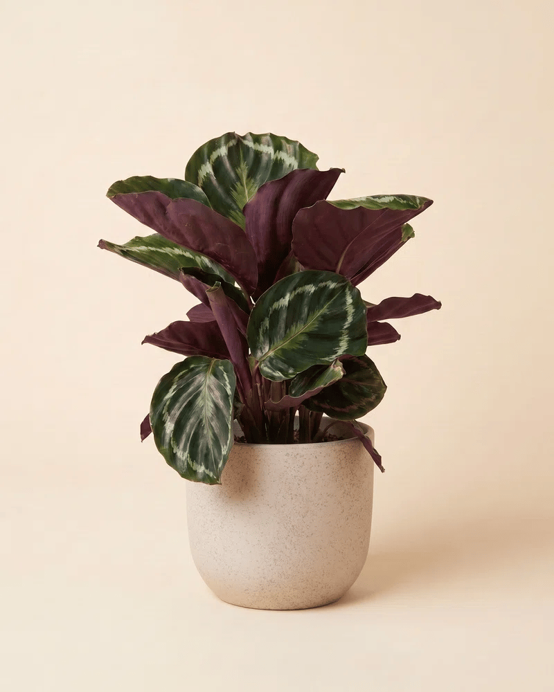 Calathea Roseopicta im strukturierten Direito-Keramiktopf, Farbwechsel zwischen Grau, Schwarz und Weiß
