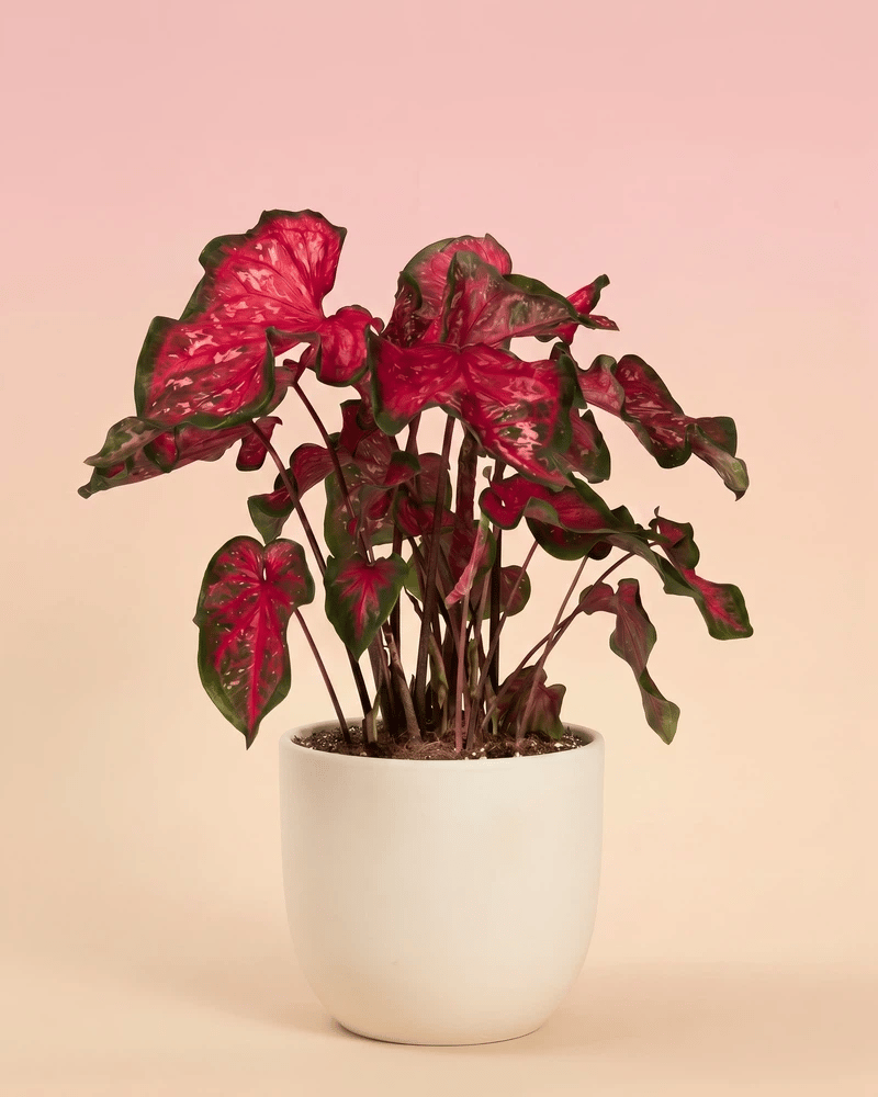 Eine Caladium „Pink Panther“ in einem strukturierten Keramik-Übertopf, der zwischen Cremeweiß und Anthrazit wechselt, vor einem pfirsichfarbenen Hintergrund.