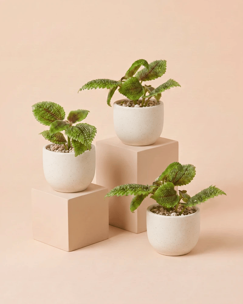 Drei Baby Pilea 'Moon Valley' in Direito-Keramiktöpfen in Weiss, Grau und Schwarz