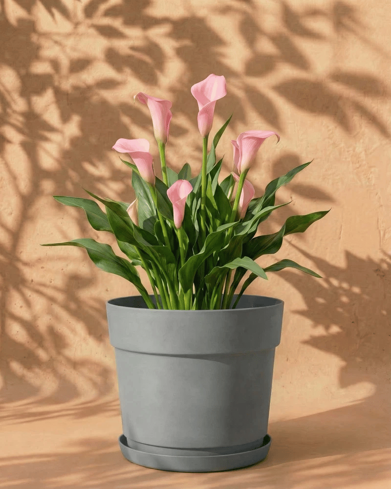 Rosa Calla im grauen Bloom-Übertopf mit dekorativem Band und Untersetzer