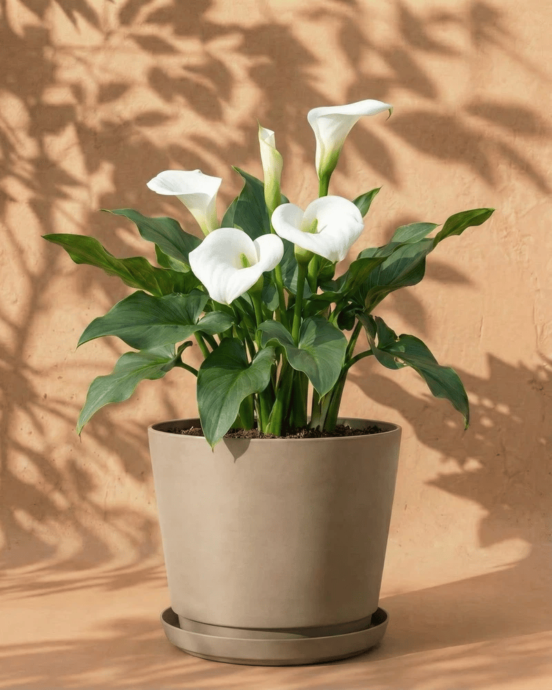 Weiße Calla im grauen Bloom-Übertopf mit dekorativem Band und Untersetzer