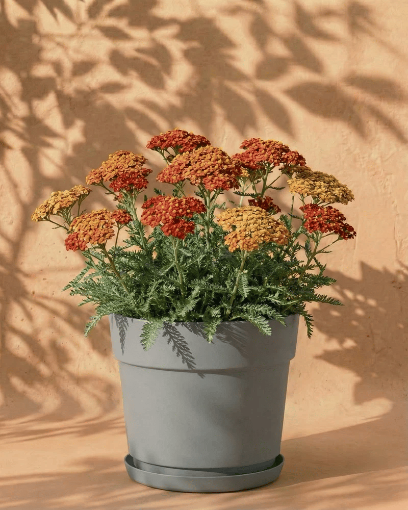 Orange-braune Schafgarbe im grauen Bloom-Übertopf mit dekorativem Band und Untersetzer