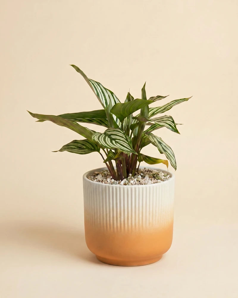 Calathea vittata • feey
