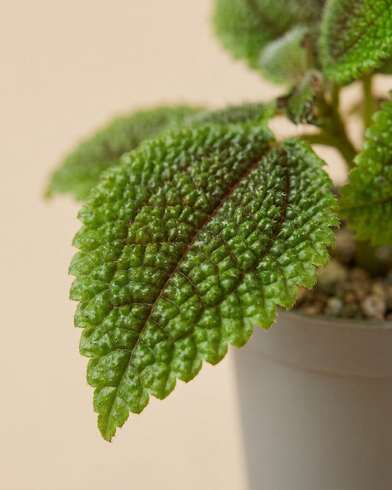 Nahaufnahme der samtig strukturierten Blätter einer Baby Pilea 'Moon Valley' am Topfrand