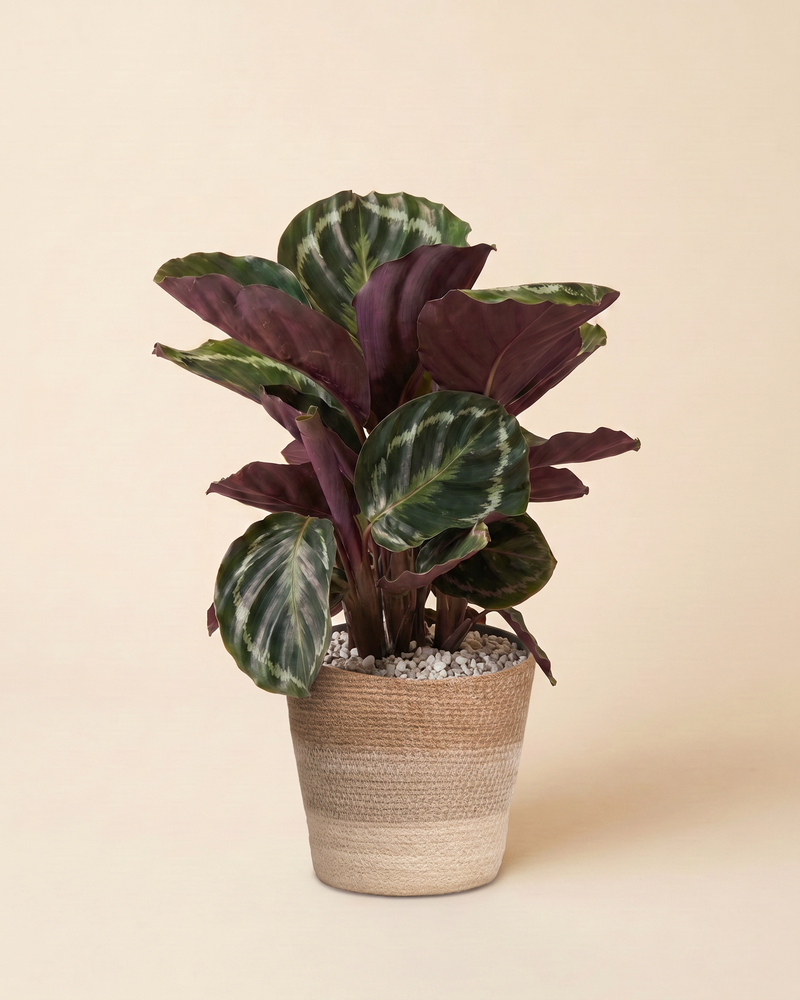 Calathea Roseopicta im zweifarbigen Lapis-Jutekorb vor beigem Hintergrund