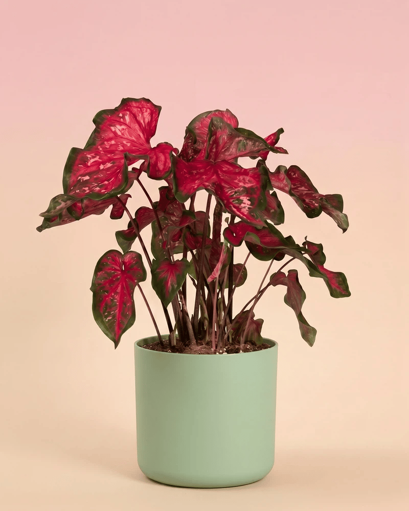 Eine Caladium „Pink Panther“ in einem glatten Übertopf, dessen Farbe zwischen Grün, Beige, Weiß und Anthrazit wechselt, vor einem pfirsichfarbenen Hintergrund.