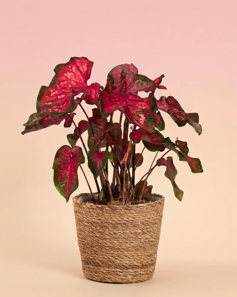 Eine Caladium „Pink Panther“ in einem geflochtenen Seegraskorb vor einem weichen pfirsichfarbenen Hintergrund.