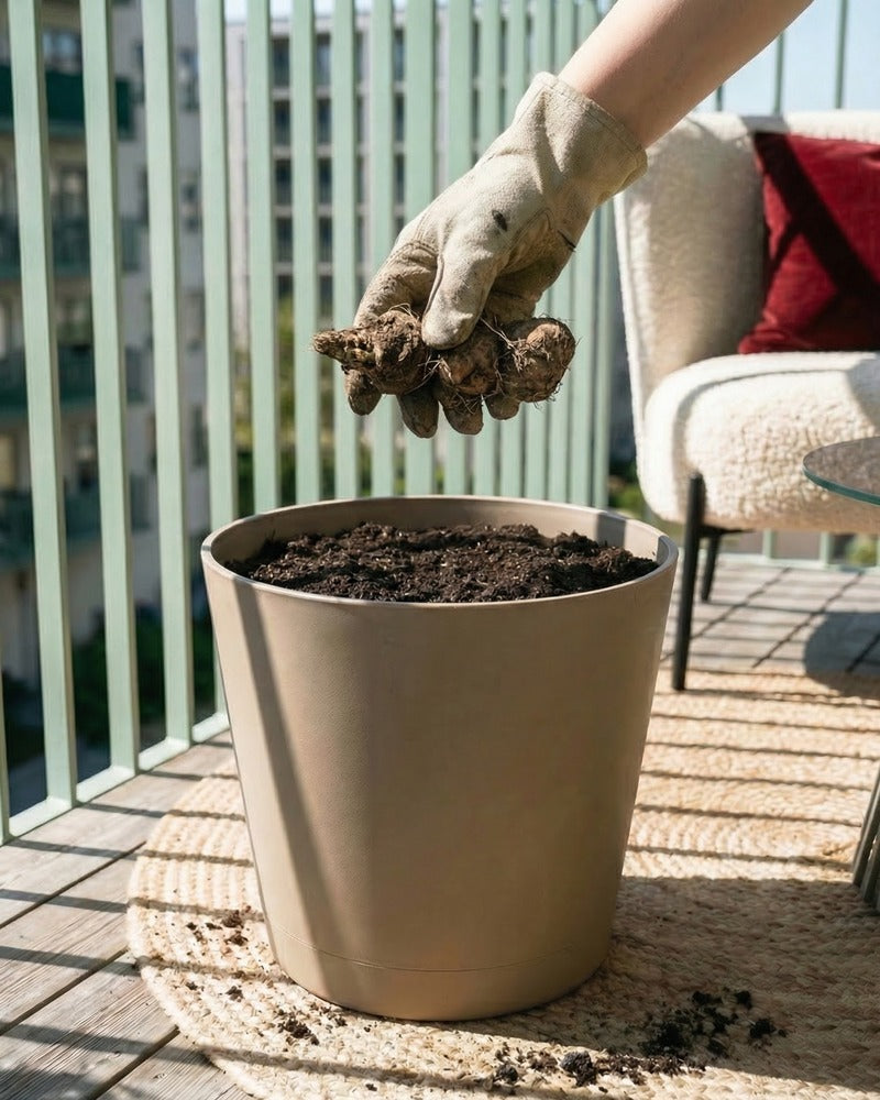 Hand pflanzt Knollen in einen beigen Topf auf einem sonnigen Balkon