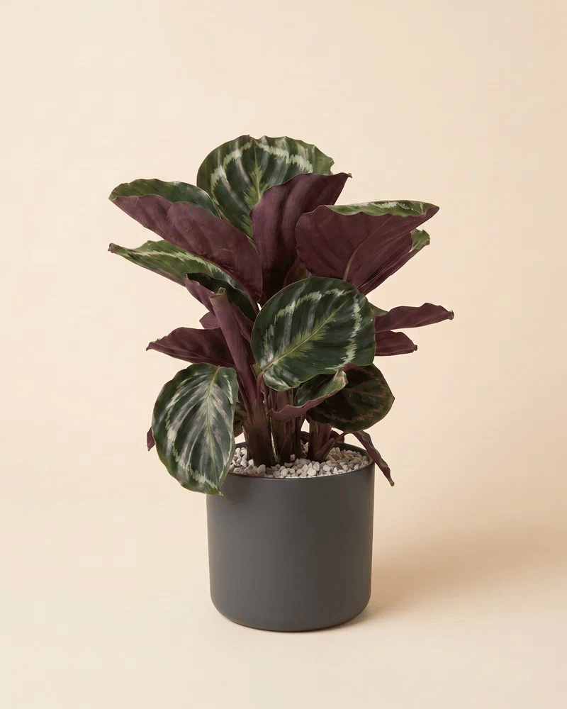 Calathea Roseopicta im schlichten zylindrischen Lumi-Topf, Farbwechsel zwischen Anthrazit, Mint, Taupe und Weiß