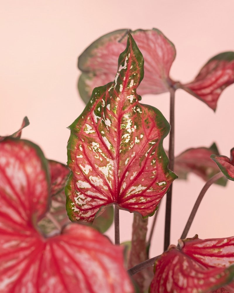 Mehrere herzförmige Blätter der Caladium „Pink Panther“ mit leuchtend roten Mitten, grünen Rändern und feinen weißen Sprenkeln vor einem zarten pfirsichfarbenen Hintergrund.