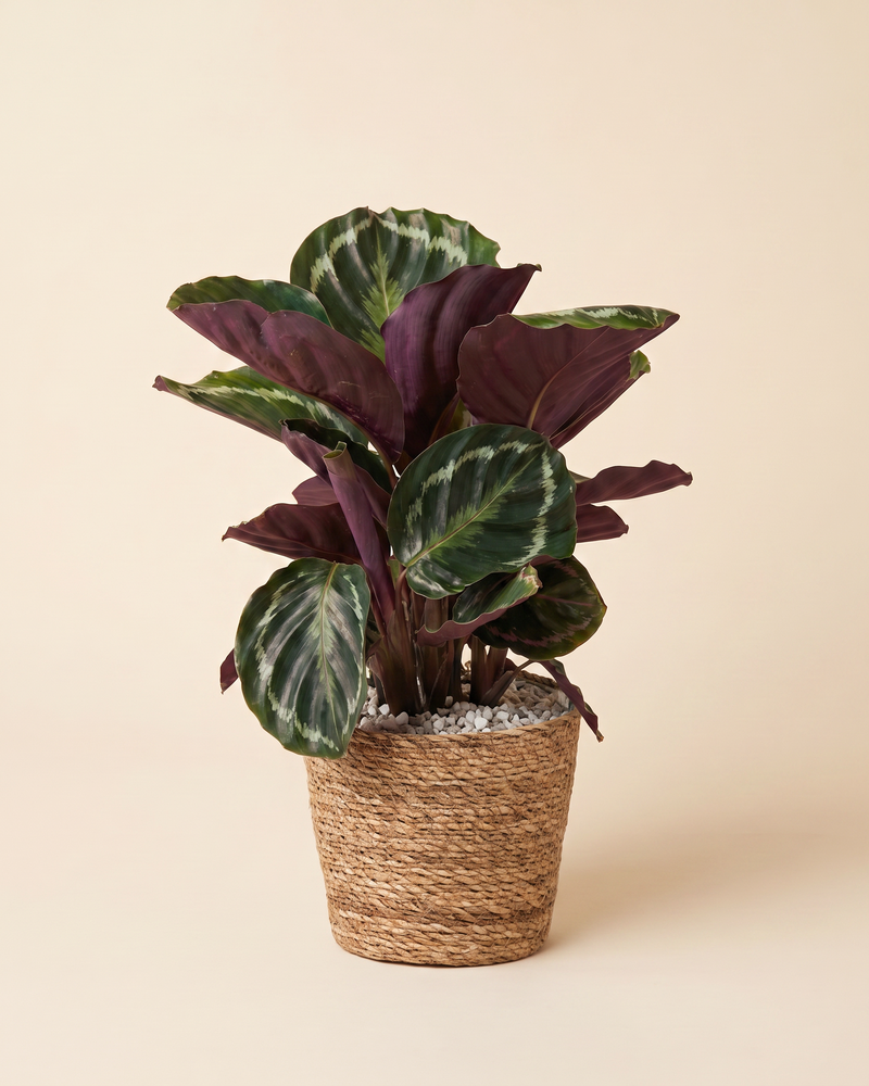 Calathea Roseopicta im geflochtenen Kesat-Seegraskorb vor beigem Hintergrund