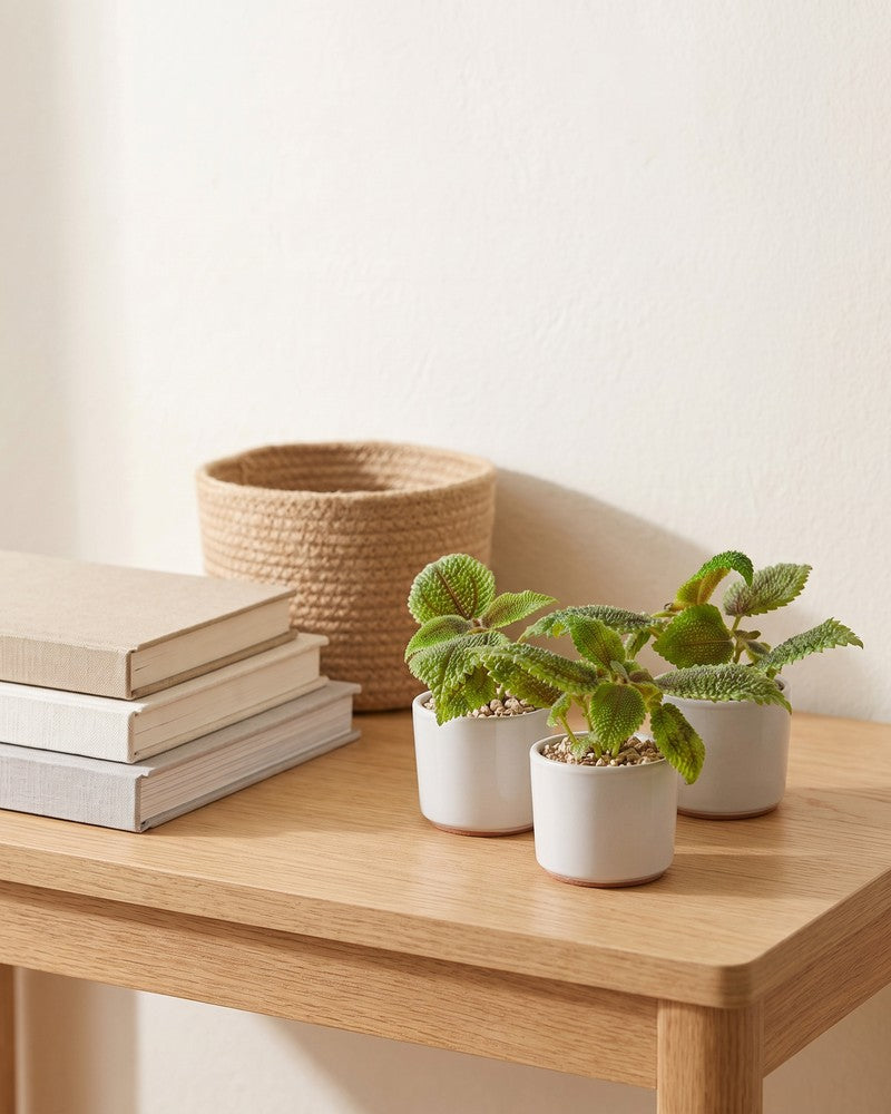 Drei Baby Pilea 'Moon Valley' in cremefarbenen Töpfen auf einer Holzkonsole mit Büchern und Korb