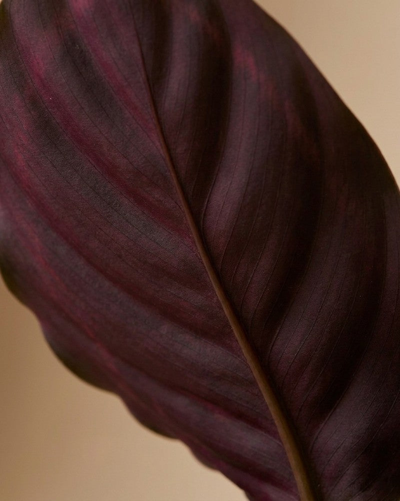 Nahaufnahme der dunkelroten Blattunterseite einer Calathea Roseopicta mit hellem Mittelnerv und feiner Blattäderung