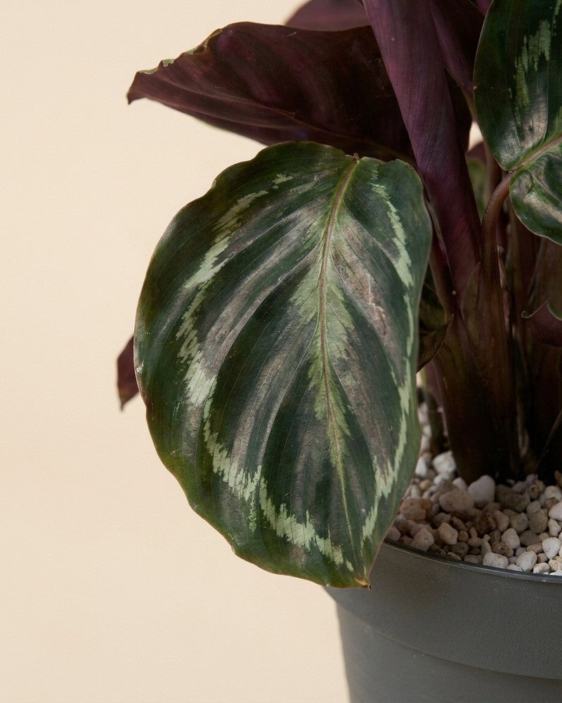 Nahaufnahme eines gemusterten Calathea-Blattes über dem grauen Topfrand mit hellem mineralischem Spezialsubstrat